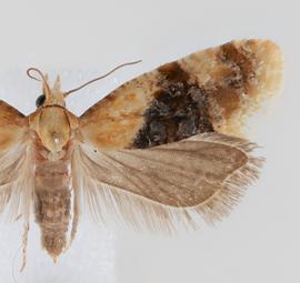  Female. © Loren Jones. Image used with permission.
